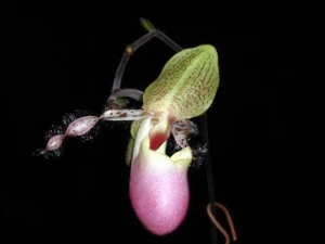 Bild von Paphiopedilum moquetianum 1